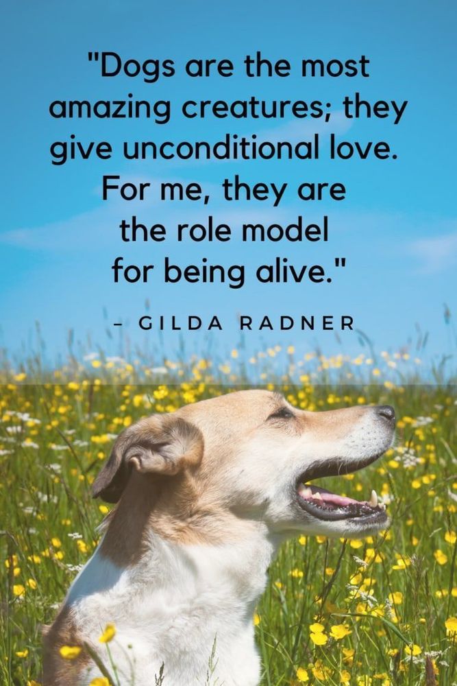 A picture of a dog with the caption dogs are amazing creatures. They give unconditional love. For me, they are the role model for being alive. Gilda Radner