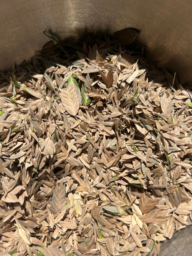 A bowl with hundreds of inland sea oats seeds