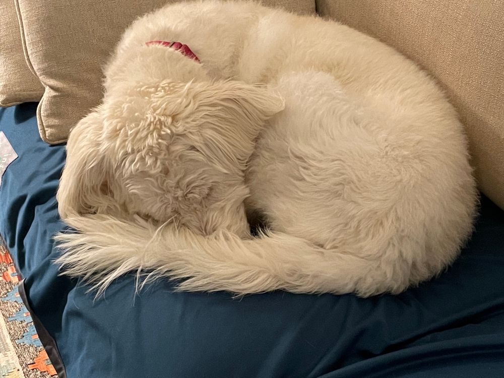 White dog sleeping in a tight curl.