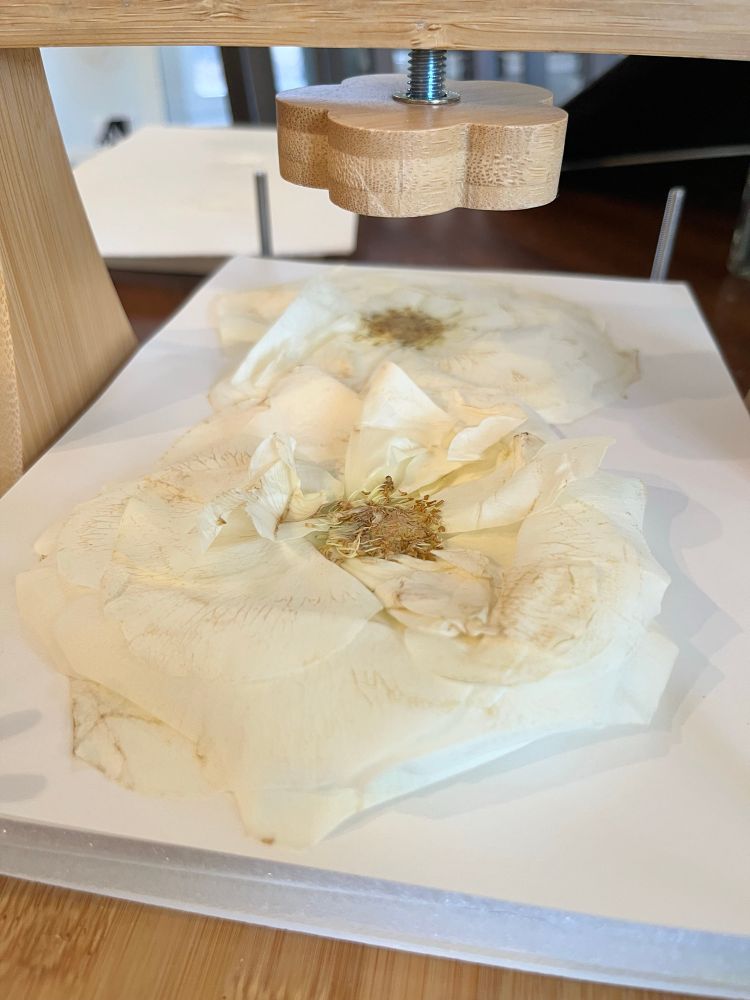 Photo of two pressed white roses