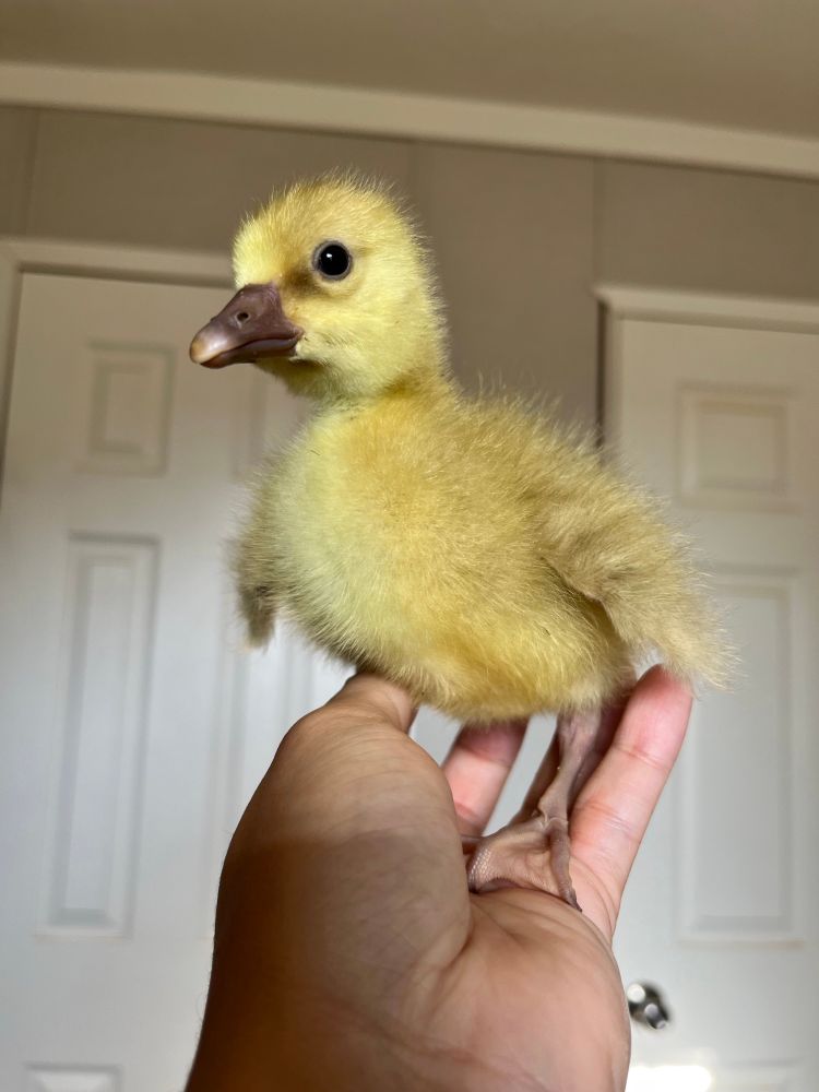 A male gosling with yellow down and dark tan feet and bill standing in a hand looking of to the side of the camera