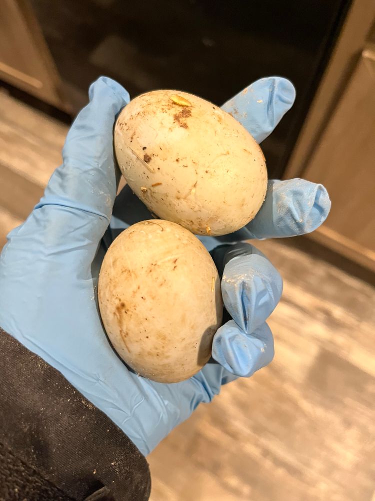 A blue latex gloved hand holds two dirty duck eggs