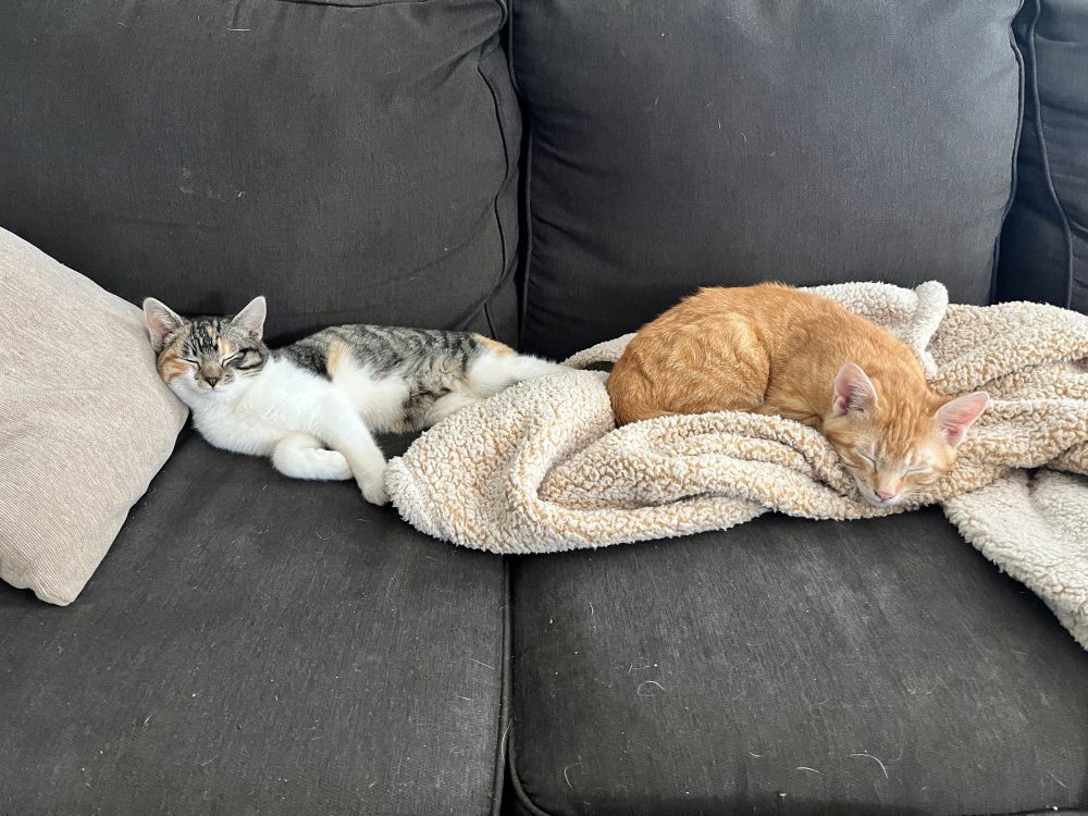 Picture of a calico and an orange tabby kitten sleeping near each other on a couch. 