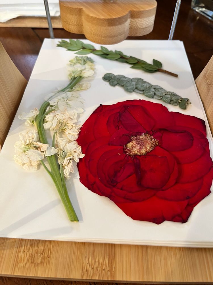 Photo of a pressed red rose, a stalk with white flowers, and two pieces of greenery 