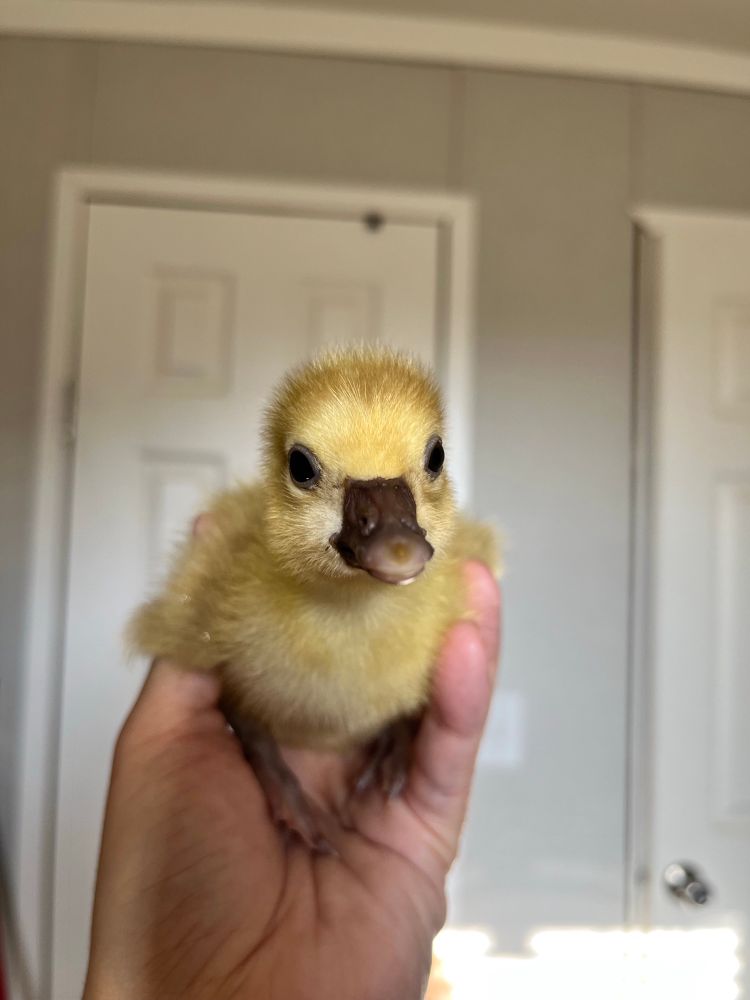 A female gosling with yellow down and dark tan feet and bill sitting in a hand looking directly at the camera