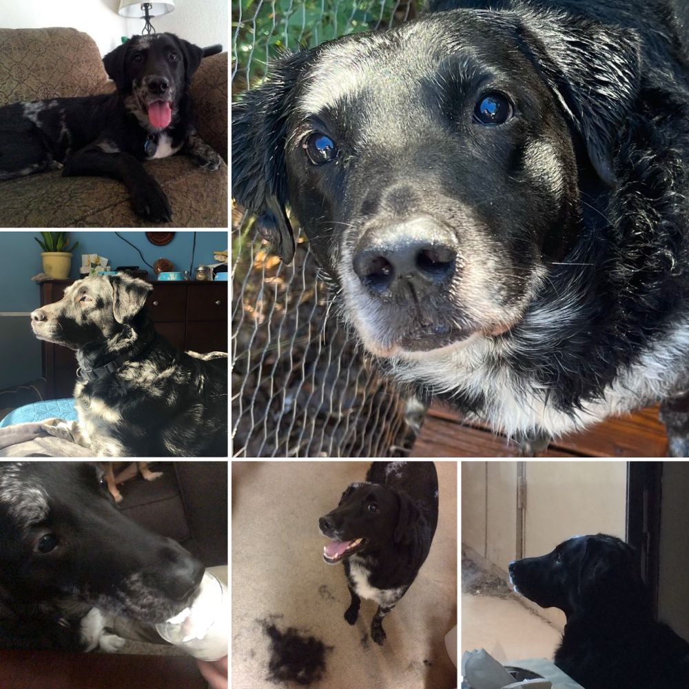 A photo collage of Odin at various ages. 