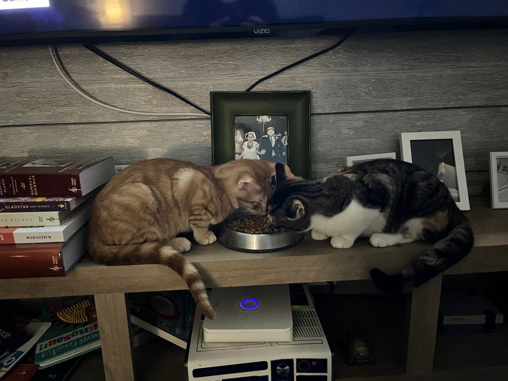 Picture of an orange tabby and a calico kitten eating on either side of the same bowl of food