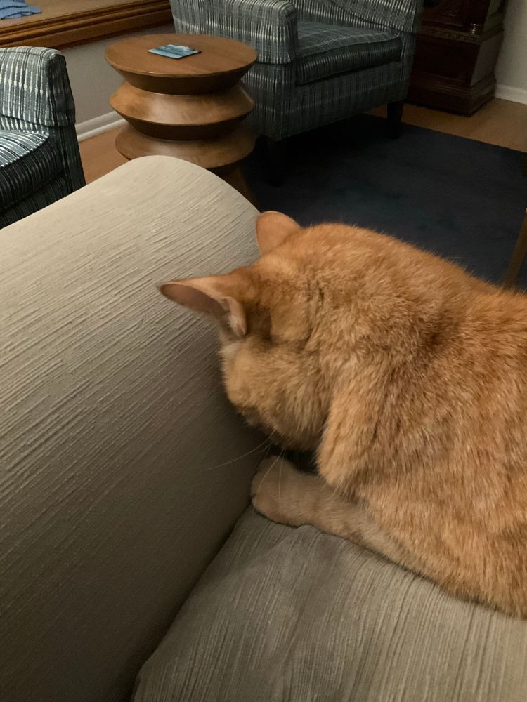 Orange cat hiding his face from the coming disaster 
