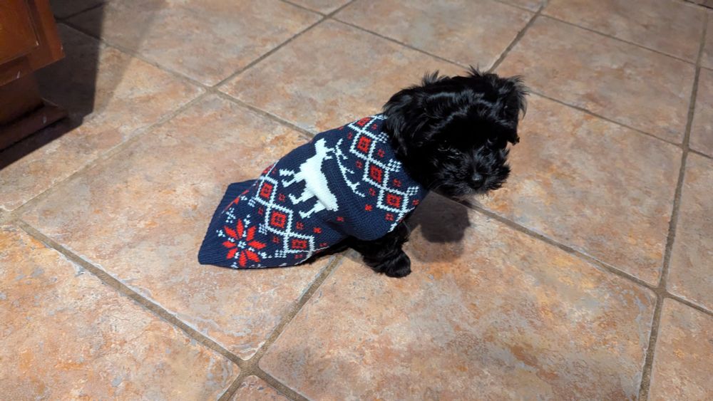Rinoa, black havanese, wearing a holiday sweater. 