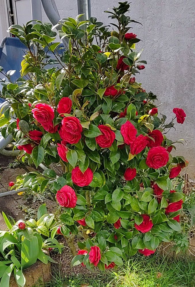 camellia