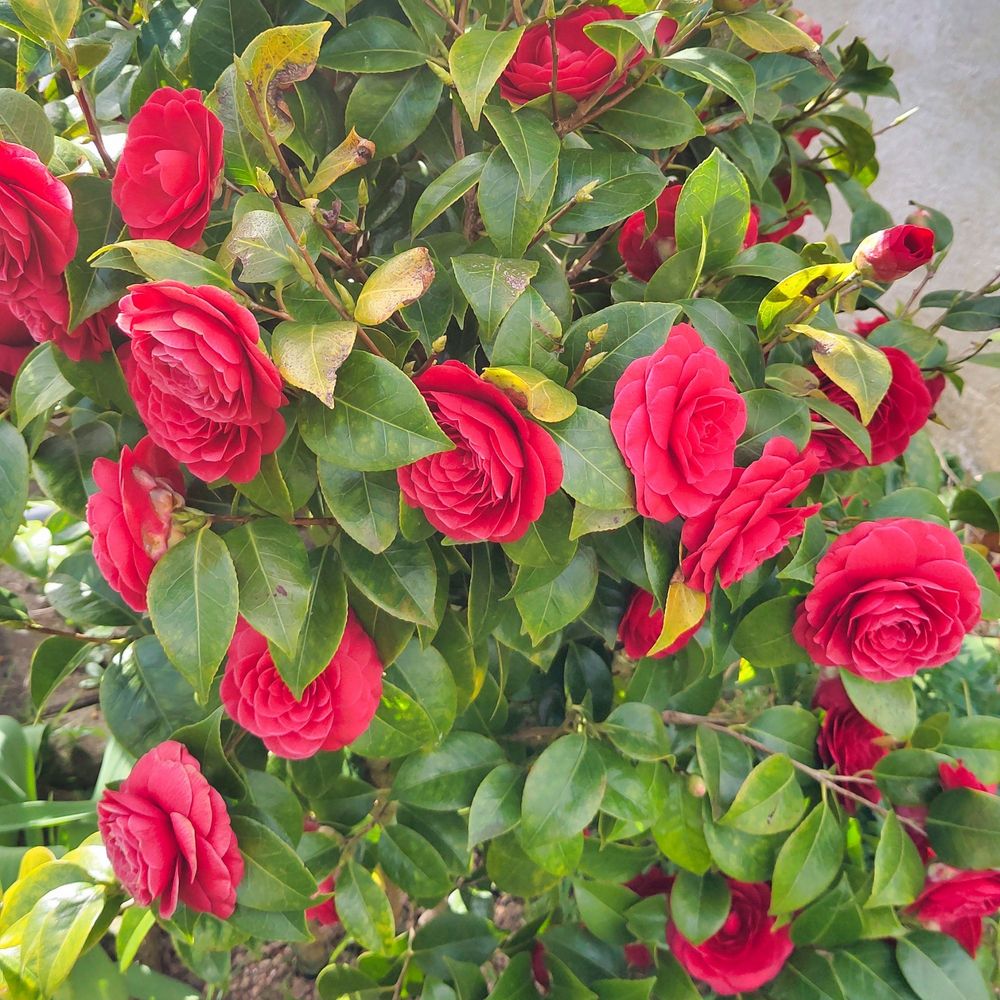 camellia