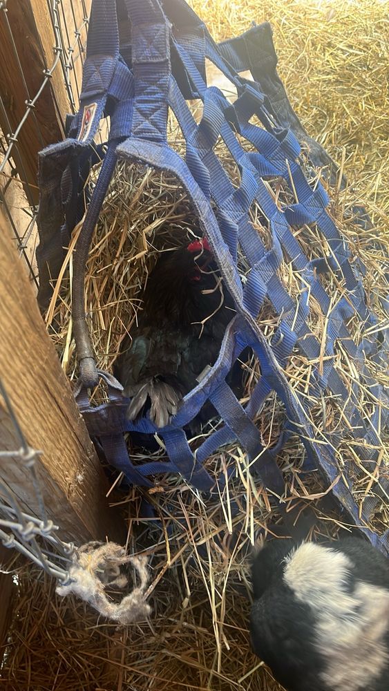 A black chicken in a blue hay bag with hay in it 