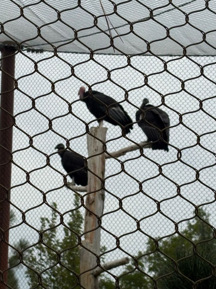 Three California condors. The middle one has a bald head and is an adult. The others still have head feathers and are juveniles