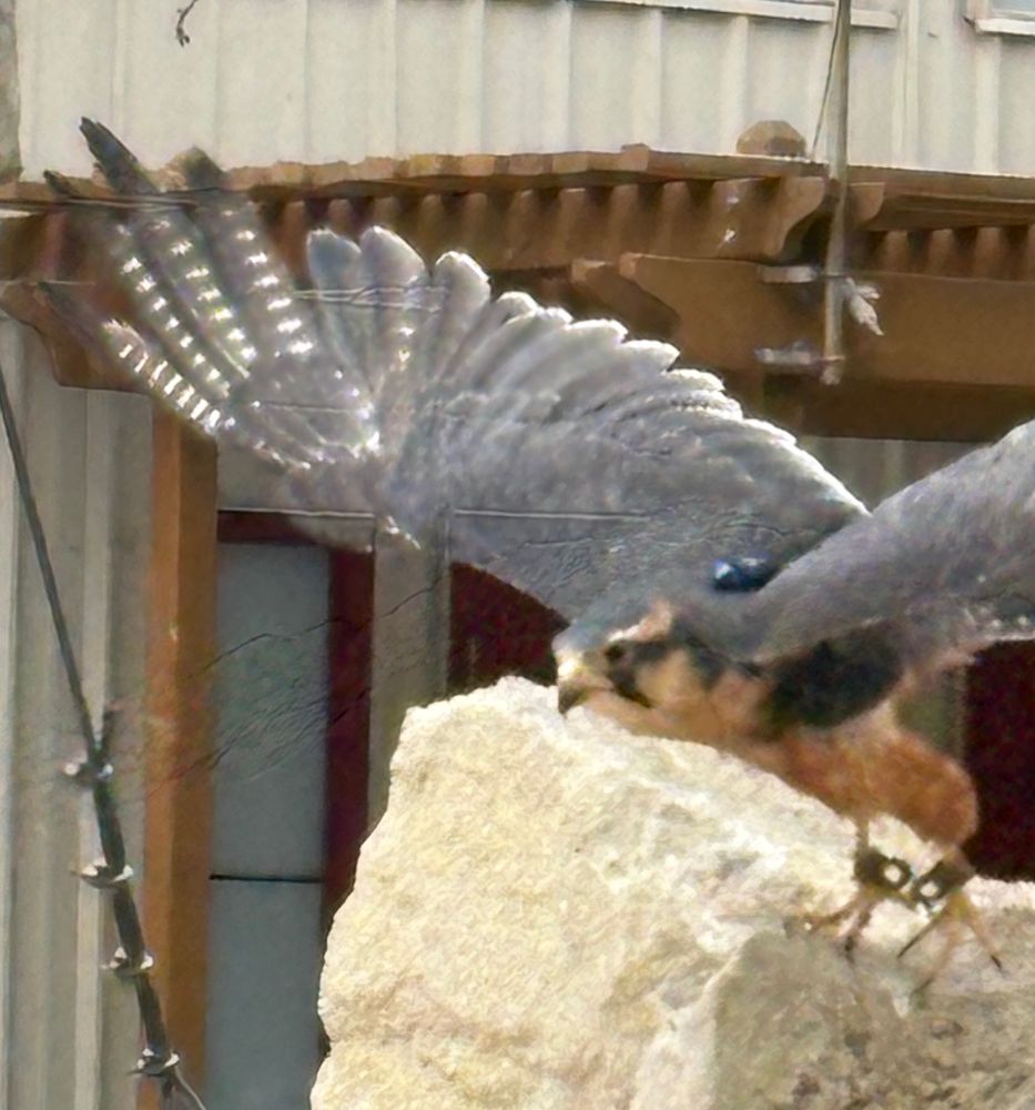 An Aplomado falcon takes to the air in a demonstration