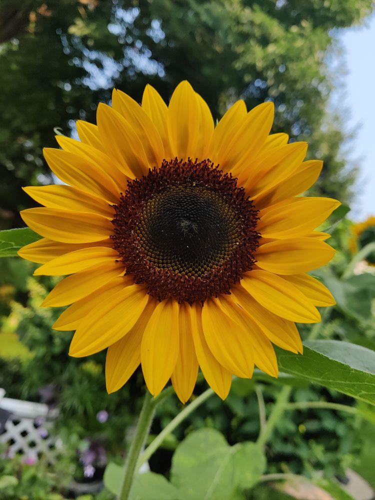 Close-up of a blooming sunflower, approximately 5 inches in diameter.