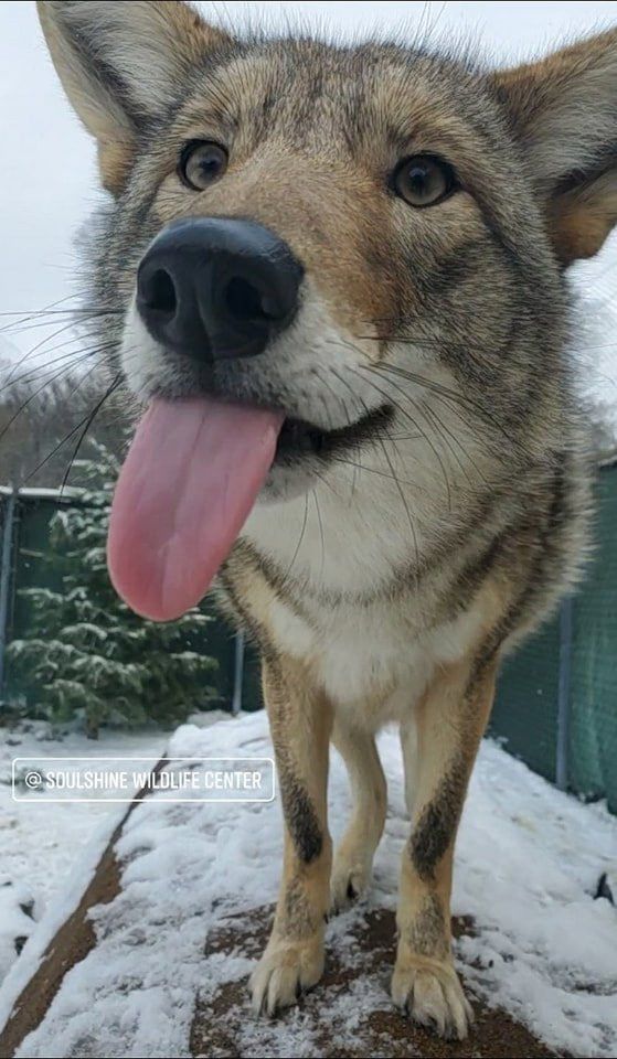 Wolf or Husky looking at the camera with its tongue out