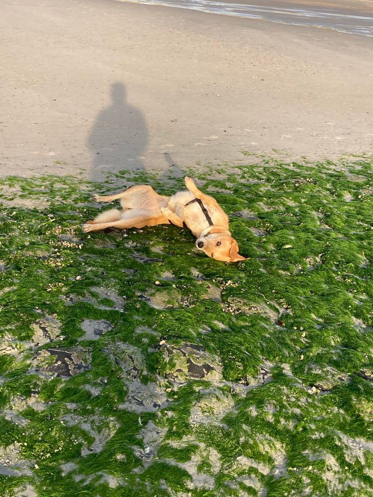 Hund wälzt sich am Strand