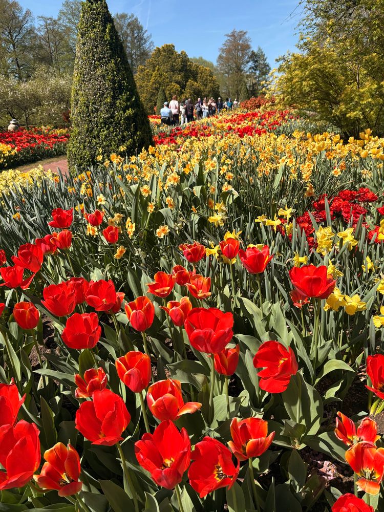 Spring flowers 