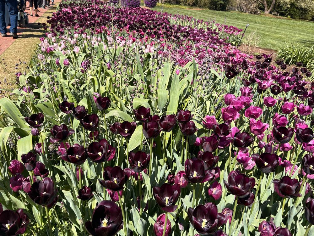 Spring flowers 