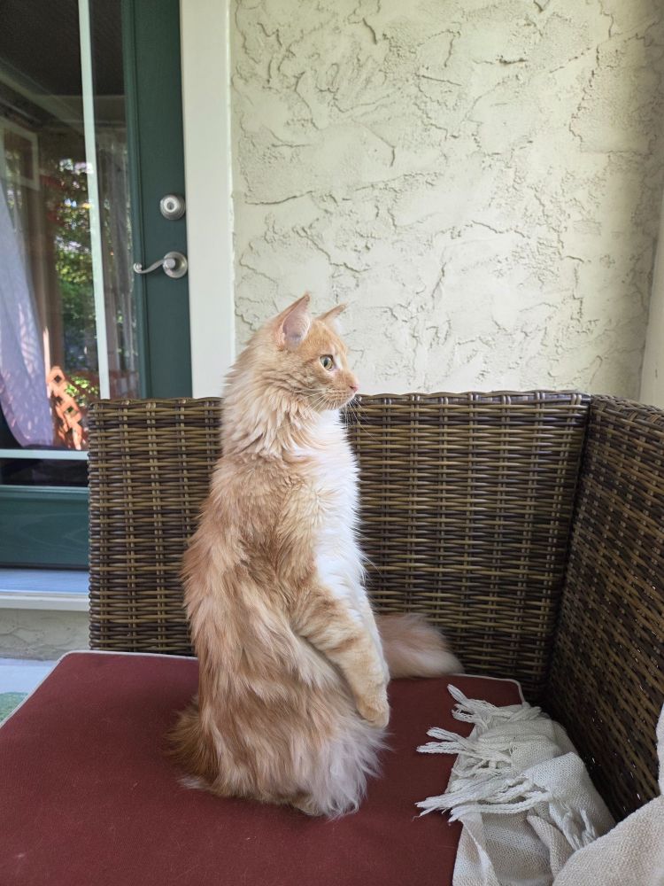 Cider cat sitting upright like a meerkat