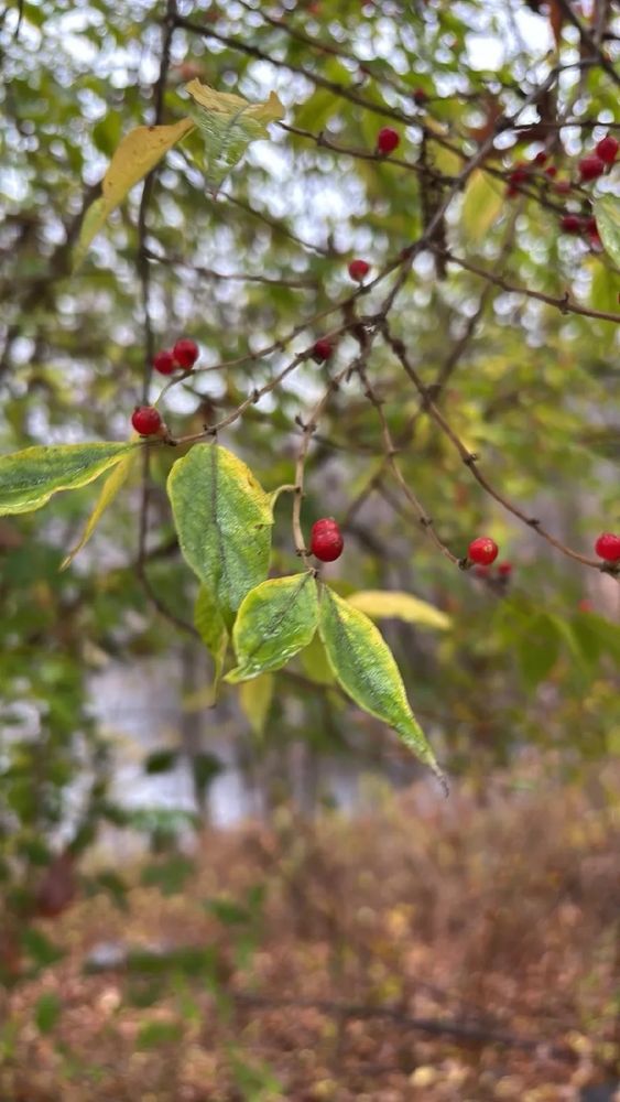 Branches from a Amur Honeysuckle with bright red berries, my friend said they tasted pretty good aside from the overwhelming pesticide taste 
