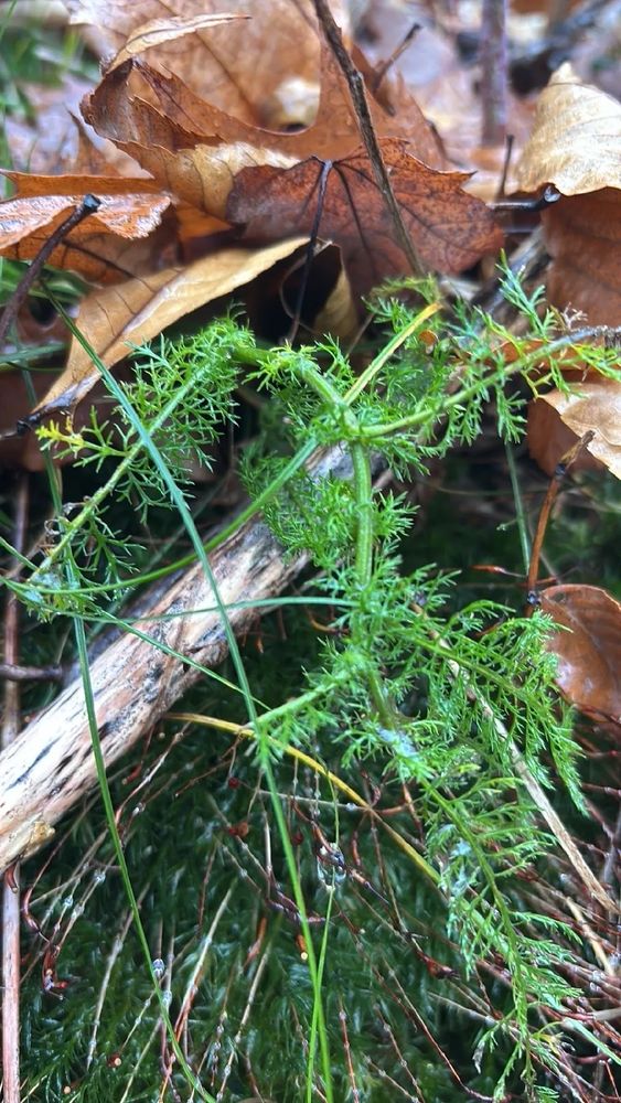 yarrow growing in the woods