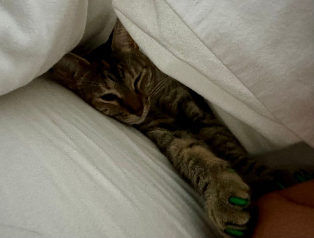 A tortie-tabby female hiding under my white sheets. 