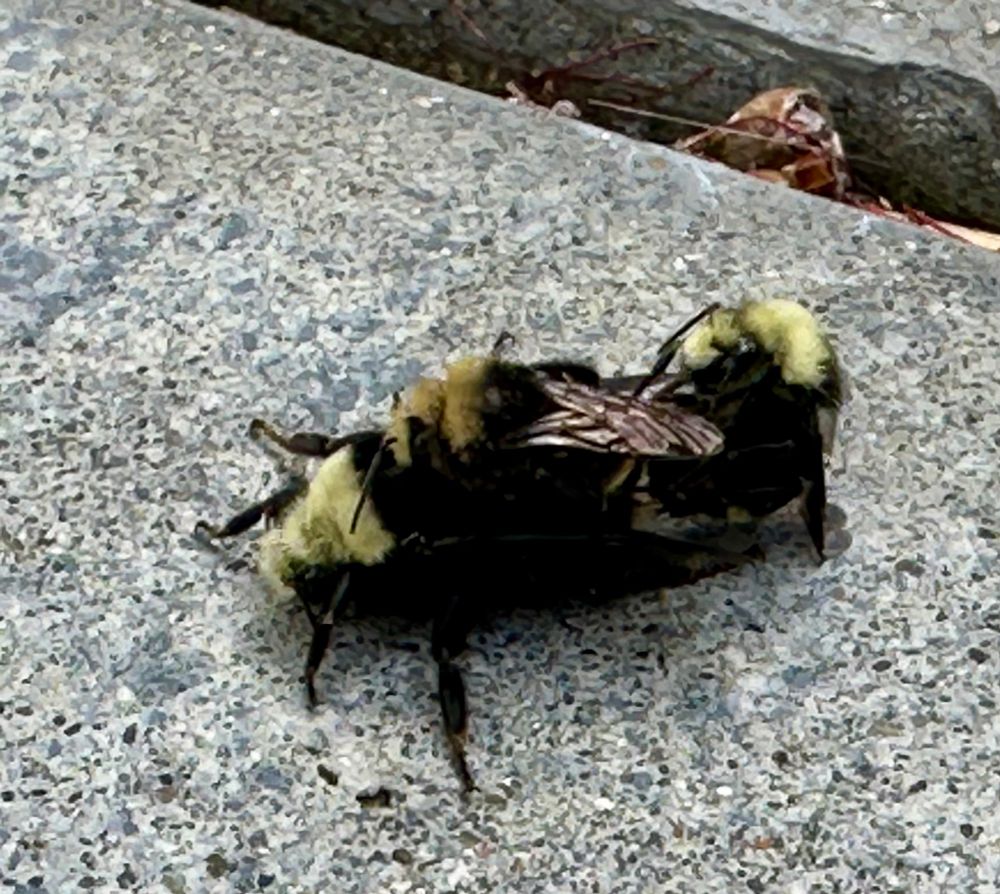 A large queen bumblebee with two males. One male is on her thorax, and the other male is helping her ensure the survival of their species.
