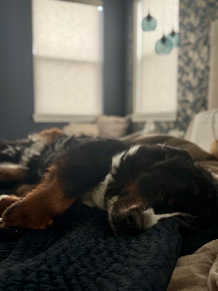 Dog stretched out across the bed