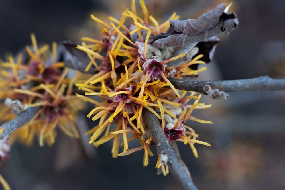 Macro image of unknown tree branch and flowers