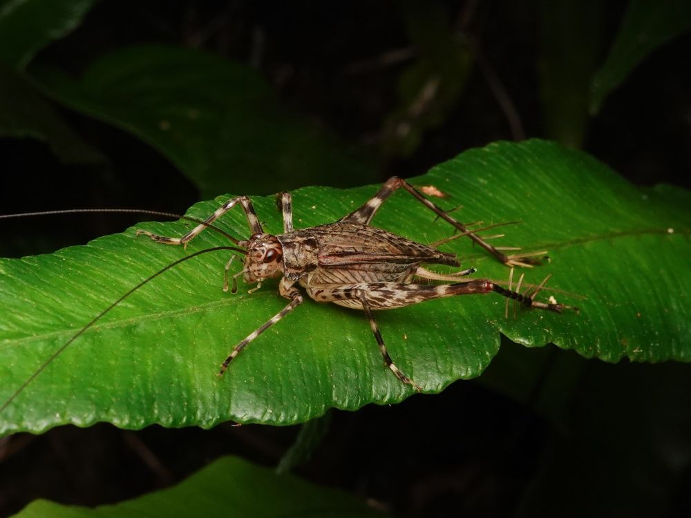 リュウキュウサワマツムシ♀