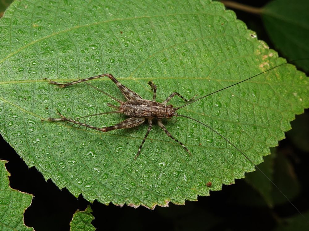 リュウキュウサワマツムシ終齢幼虫♀