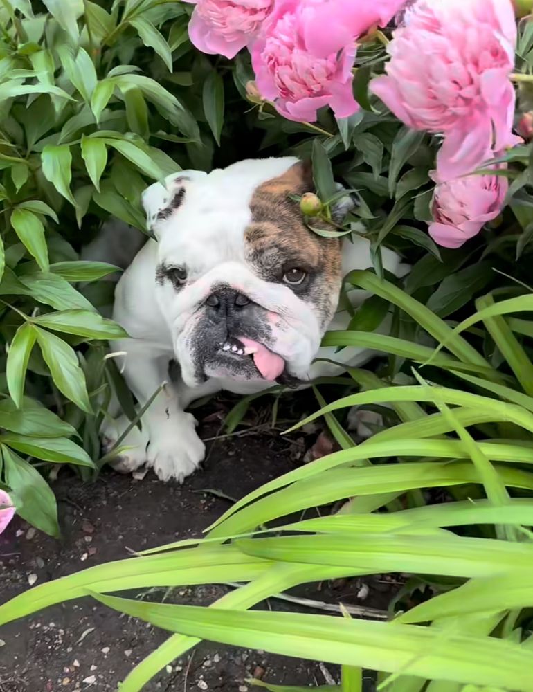 An English bulldog sitting in a flowerbed
