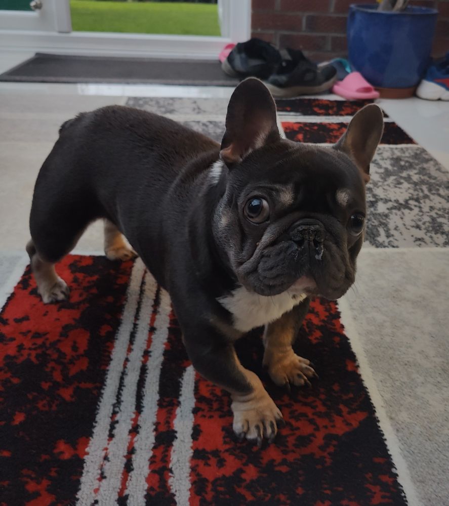 Timmy the French Bulldog
