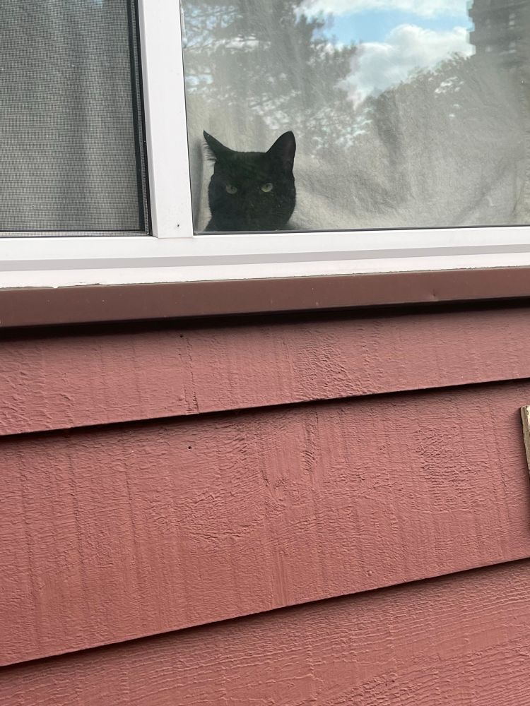 Cat face in window 