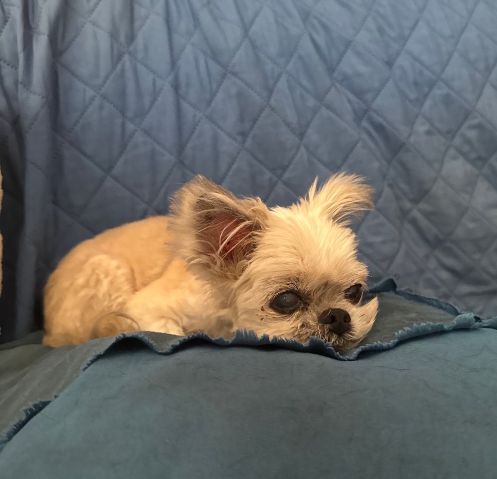 Choco, sweet old lady