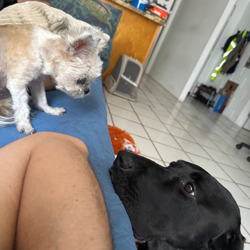 Brady and Choco sussing each other out.