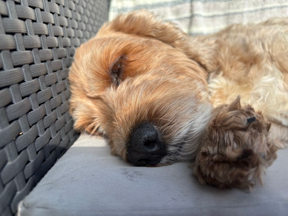 Riley the cockapoo asleep in the garden 