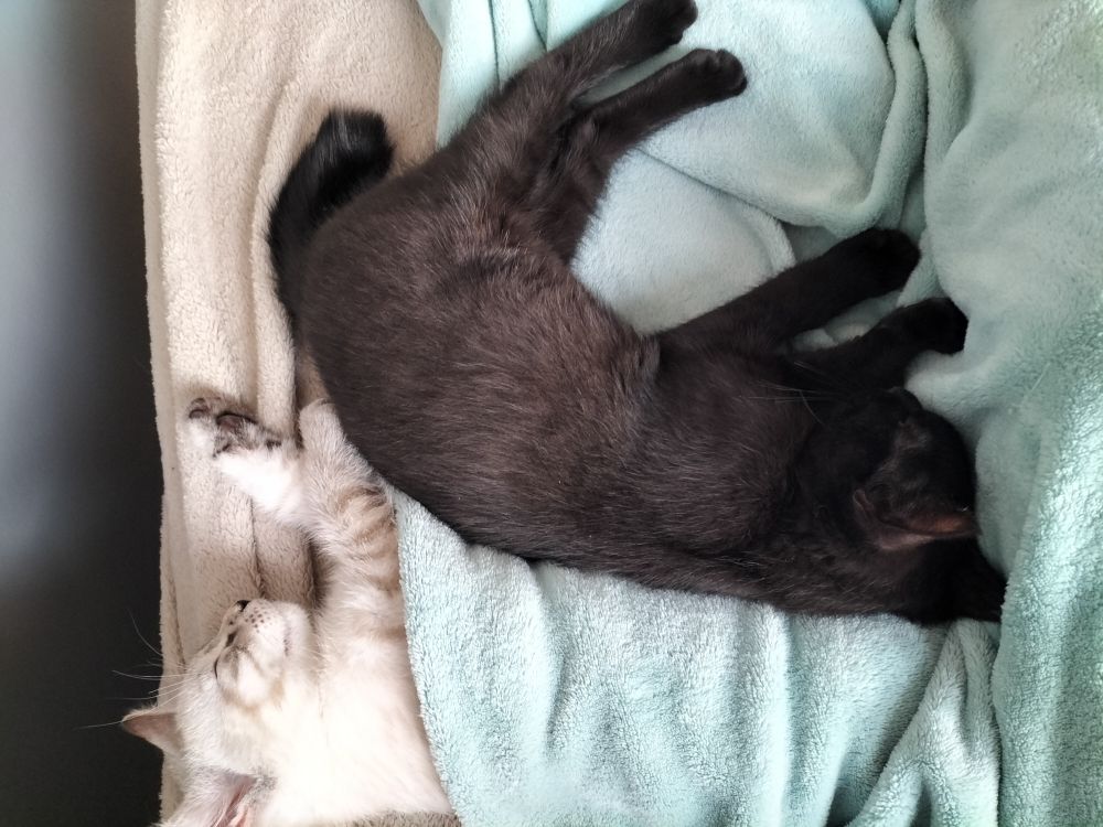 Deux chatons dorment tête bêche, le crème sous un plaid, son frère, poils noirs sur le plaid.