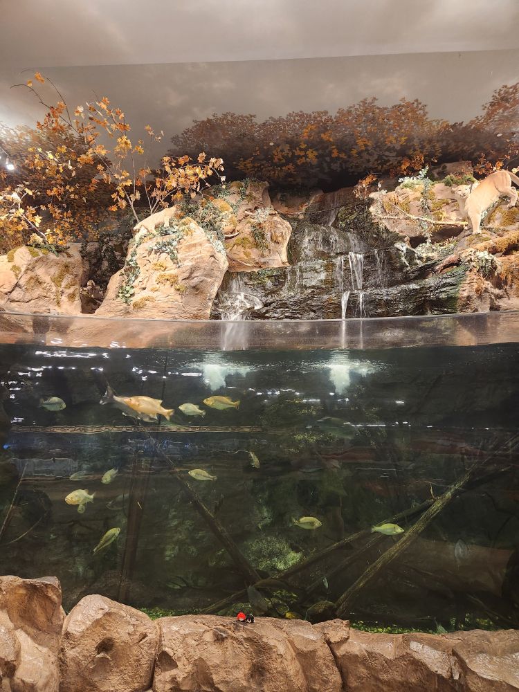 A zoomed out view, showing the entire tank. The tsums are barely visible