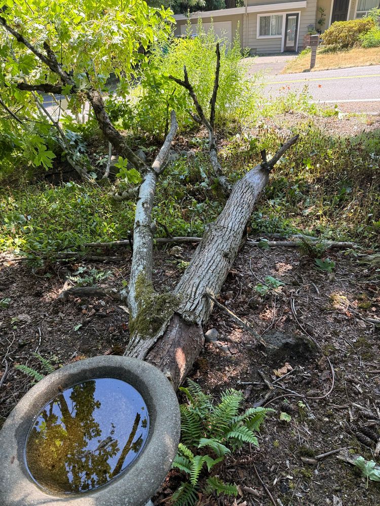 Fallen tree trunk on ground near cement bird bath. 