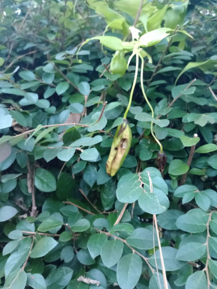 <Alt Text 2 of 4>
[Photo Note: that is a seed pod that may or may not have viable seed in it given the visible damage, Not the curly tips on the leaves, those are used to allow it to climb other plants.]

Other plants that climb have similar adaptations include Garden Peas (Pisum sativum), Sweet Peas (Lathyrus odoratus) and Climbing Aloe (Aloiampelos ciliaris/ Aloe ciliaris) which hooks its leaf tips around other plants it is growing on. While Gloriosa Lilies are hardy in USDA zones 8a through 12b, in our area you can generally expect that they will due back to the ground every fall and start growing again in the spring from their tuberous roots. The flower is what makes this plant truly unique though The picture I’ve included with this article does it no justice, and an internet search will reveal it comes in a fair variety of colors, reds, oranges, yellow, pinks and blends of two or three of the aforementioned colors. The petals are upturned and curled in while the pistils and stamen stick out downward and the whole thing kind of resembles an abstract hot air balloon.
<Alt Text 2 of 4>