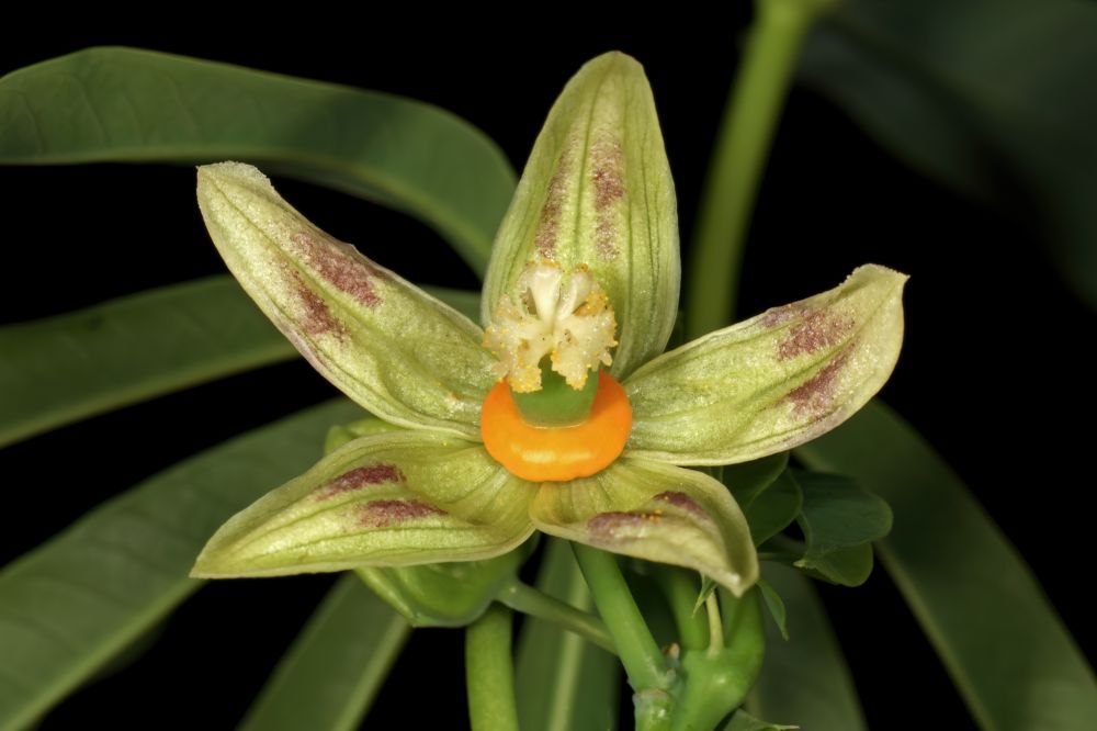 <Alt Text 3 of 3>
[Photo credit:  By SAplants - Own work, CC BY-SA 4.0, https://commons.wikimedia.org/w/index.php?curid=149272297   ]

In our zone which is 8B, this plant is herbaceous, meaning it dies back to the ground unless the winter is super-mild. We’ve only had one super-mild winter that I can recall in the last fifteen years roughly speaking so you should be prepared to see it die back leaving sticks kind of like Cotton Rose (Hibiscus mutabilis) leaves behind in winter. Since this plant isn’t known for its flowers being especially fancy, the foliage which almost resembles an ornamental fan does make it stand out amongst garden plants. That it is essentially a tropical that doesn’t need replacing in Zone 8 is a big bonus. However plants can grow as much as ten feet tall in our climate as they get bigger every year up until a certain point. A pretty cool feature of this plant is its seed pods; if they dry out without bursting I’ve read that they rattle in the wind. However all sources indicate they have a spring loaded mechanism that causes them to burst and fling the seed inside the pod several feet. This bursting is audible and triggered by the slightest touch or nearby disturbance but it is also a dispersal mechanism that you can find a lot fo examples of in the plant kingdom. Impatiens, Squirting Cucumbers, Sweet Peas, Wood Sorrel, are just a few well-known examples of plants with this feature. I have to make mention of one of the largest members of the Euphorbia family, the Sandbox Tree (Hura crepitans) which has exploding seed pods and can lob its seed at 160 miles per hour. Thankfully you won’t have to worry about seeds being flung at you at those speeds if you plant a Hardy Tapioca, but folks wondering where you got the plant and pestering you for cuttings may be another issue entirely.

<Alt Text 3 of 3>