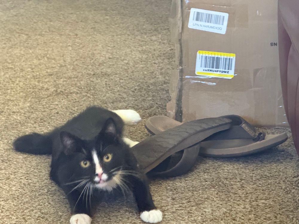 A tuxedo kitty [Patrick] next to a pair of flip flops
