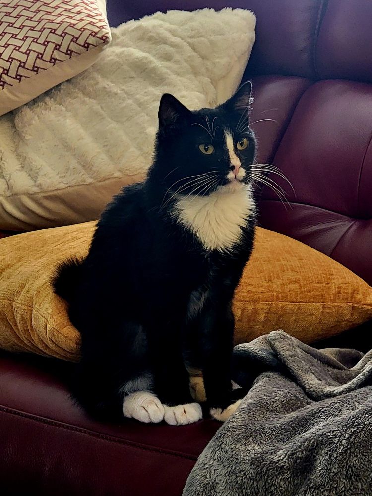 A tuxedo cat [Patrick], sitting on a red sofa surrounded by gold and while pillows and a gray blanket