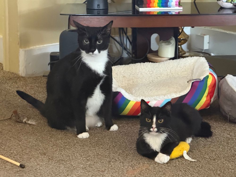 A tuxedo cat with an asymmetrical mustache [Huxley] sits next to a tuxedo cat loaf with a while line in the middle of his face [Patrick]. Patrick has a catnip banana. There is a pride-themed cat bed, a TV stand, and various cat toys and decorations in the background.