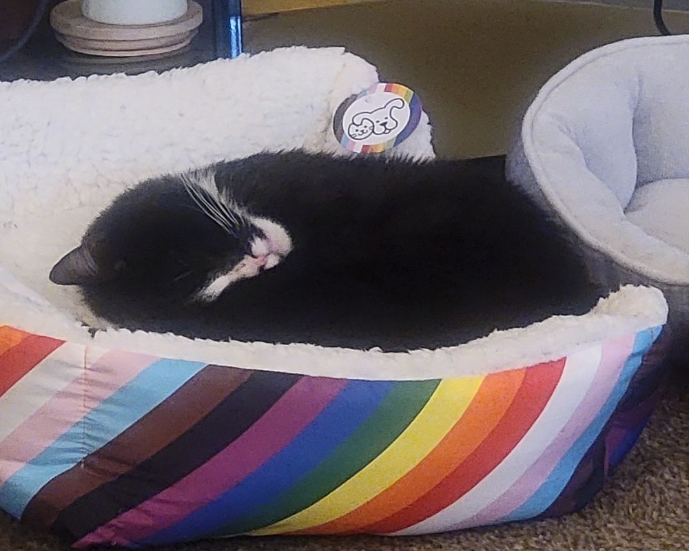 Tuxedo cat curled up in a pride-colored cat bed