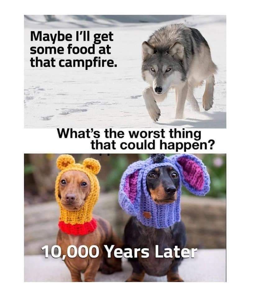 Comment image