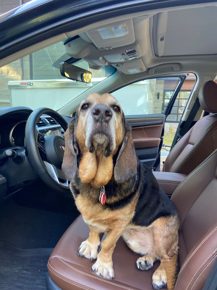 Still miss that hound, who lives to be 13