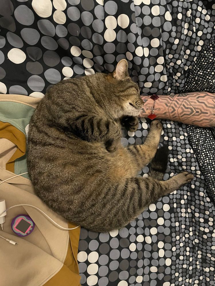 Un chat chat façon tigré qui est en boule en train de kiffer les gratouilles d’un bras tatoué (celui de mon mari)
